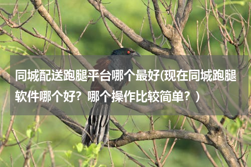同城配送跑腿平台哪个最好(现在同城跑腿软件哪个好？哪个操作比较简单？)