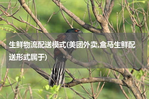 生鲜物流配送模式(美团外卖,盒马生鲜配送形式属于)