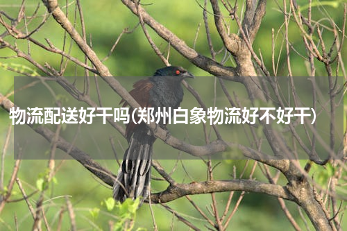 物流配送好干吗(郑州白象物流好不好干)