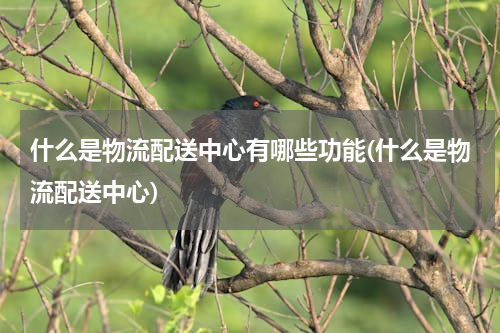 什么是物流配送中心有哪些功能(什么是物流配送中心)